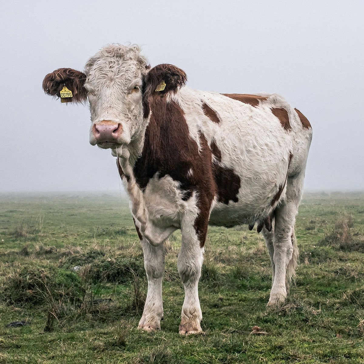 Das Portrait einer dänischer Kuh bei regnerischem Wetter.